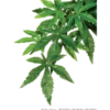 Abuliton- Hengende plante