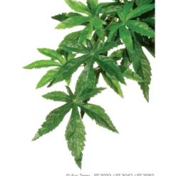 Abuliton- Hengende plante