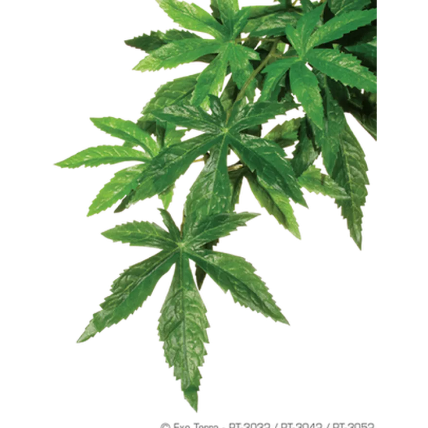 Abuliton- Hengende plante