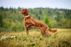 Beskyttende krage 45 oransje