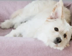 Biabädd Komplett Skanör Beige No. 4 - 70 x 85 cm