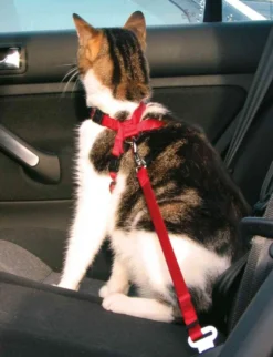 Bilsele Cat Red 20-50 cm