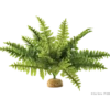 Boston Fern - Rainforest/Jungle Ground Plants