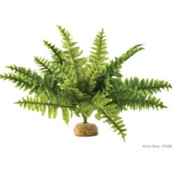 Boston Fern - Rainforest/Jungle Ground Plants