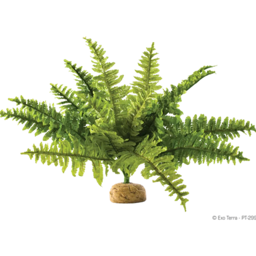 Boston Fern - Rainforest/Jungle Ground Plants