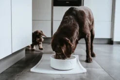 Bowl Osby White