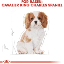 Cavalier King Charles valp tørrfôr for valp 1,5 kg