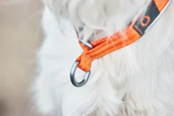 Cruise Collar Orange XS 36cm