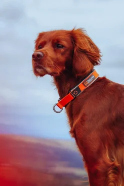 Cruise Collar Orange XS 36cm