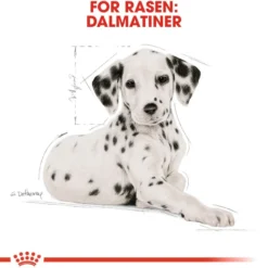 Dalmatiner valp 12 kg