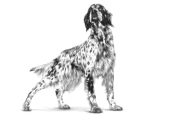 Derma Hypoallergenic Loaf Can våtfôr for hunder 200 g