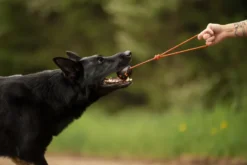 Dog ball on rope 60X60 mm Orange/black