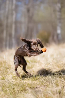 Dog ball 70X70 mm Orange/black