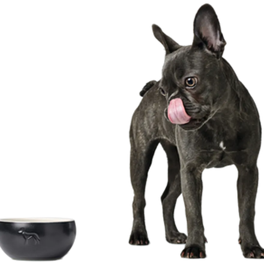 Dog & Cat Feeding Bowl Lund Ceramic Gray 550 ml