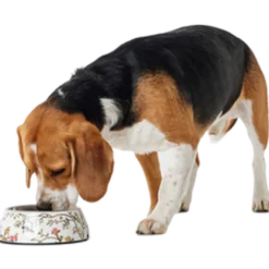 Dog & Cat Feeding Bowl Mogami Melamine Print Pattern 160 ml