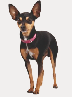 Dog Collar Diamond Petit Pink 27 - Neck 20-24cm