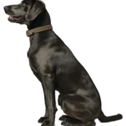Dog Collar Hunting Green Large