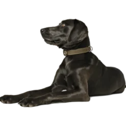 Dog Collar Hunting Green Medium/Large
