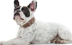 Dog Collar Porto Tobacco/Cognac 50 - Neck 37-43cm