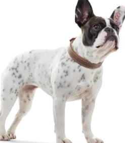 Dog Collar Porto Tobacco/Cognac 50 - Neck 37-43cm