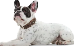 Dog Collar Porto Tobacco/Cognac 40 - Neck 29-35cm