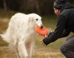 Dog flying disc one size Orange/black