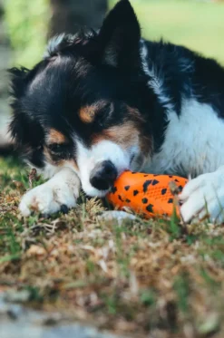 Dog throw toy one size Orange/black