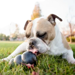 Extreme Rubber Dog Toys