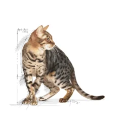 Feline Active Life Outdoor +7 2 kg