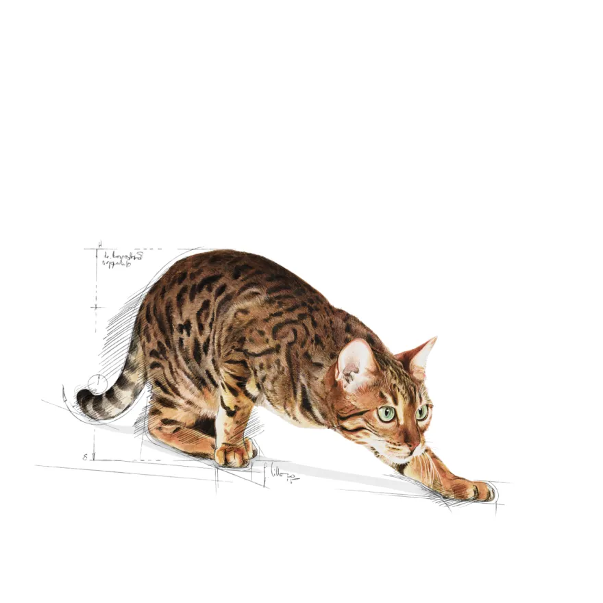 Feline Active Life Outdoor 4 kg