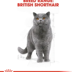 Feline britisk korthår 10 kg