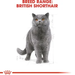 Feline britisk korthår 10 kg