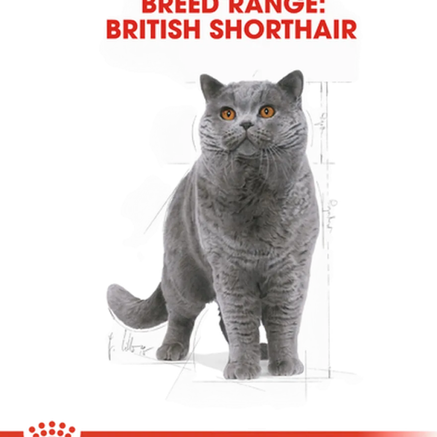 Feline britisk korthår 2 kg