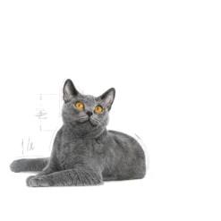 Feline Dental Care-tørrfôr til katter 8 kg