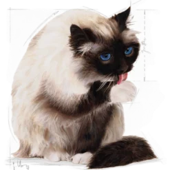 Feline Hairball Care tørrfôr til katter, 4 kg