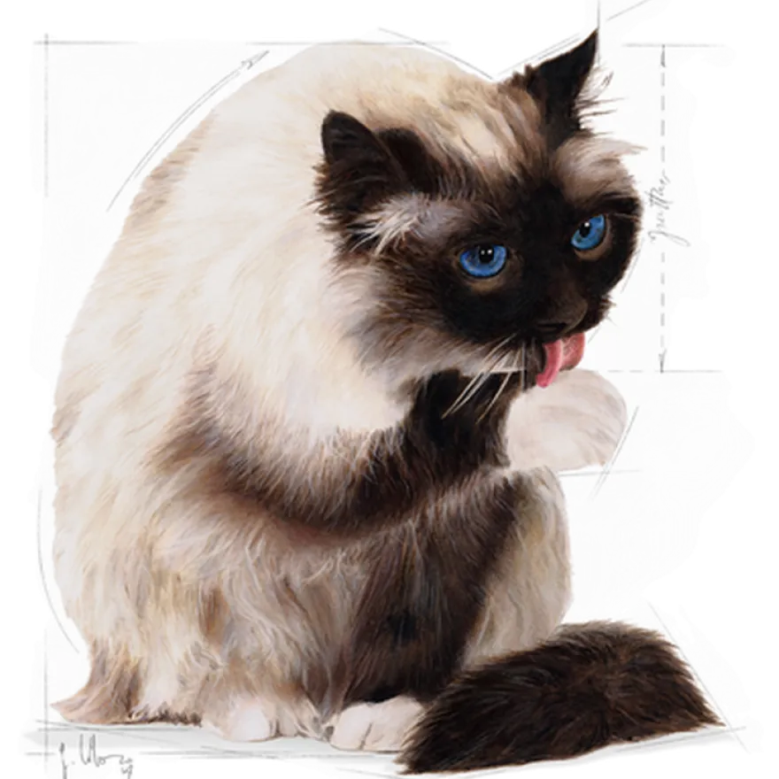 Feline Hairball Care tørrfôr til katter, 4 kg