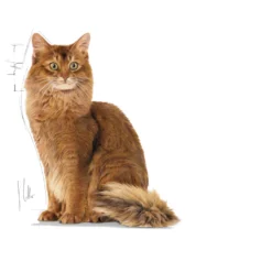 Feline Light Weight Care tørrfôr til katter 3 kg