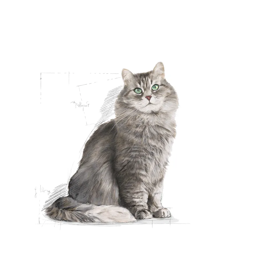 Feline Regular Sensible 33 10 kg