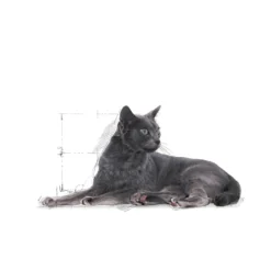 Feline Regular Sterilisert +7 1,5 kg