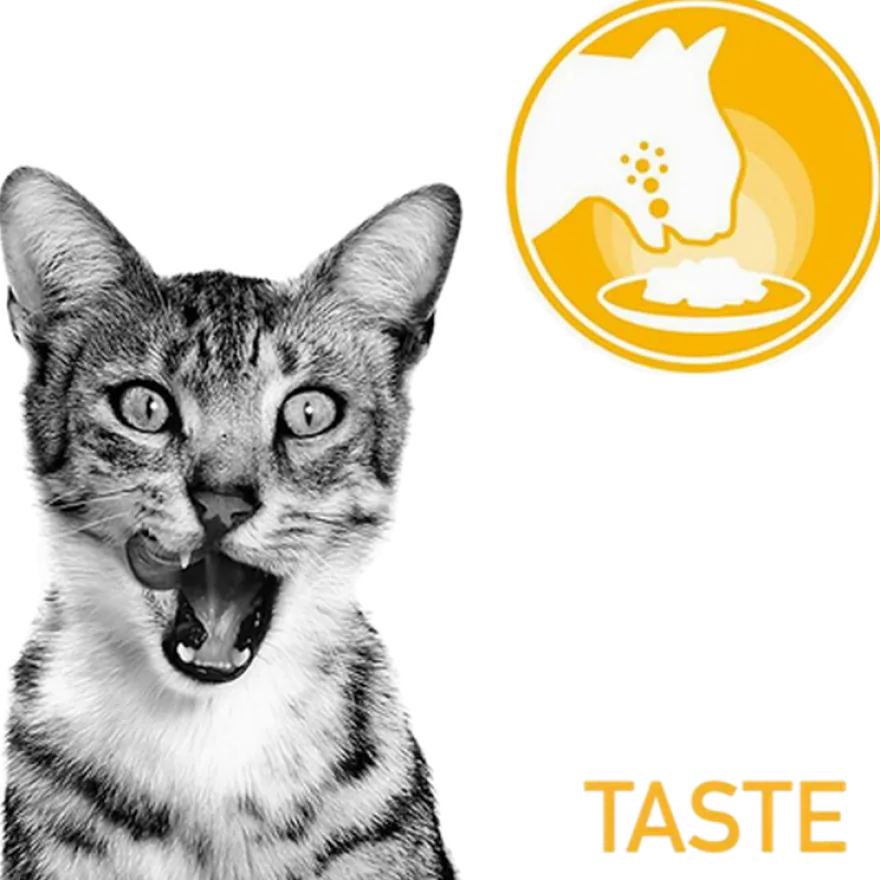 Feline Sensory Blandingsboks Saus 85g x 12 stk - porsjonsposer