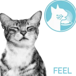 Feline Sensory Blandingsboks Saus 85g x 12 stk - porsjonsposer