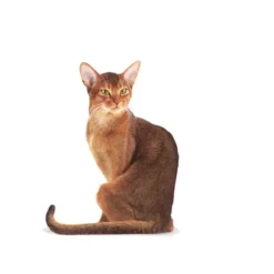 FHN Fussy tørrfôr for katter 400 g