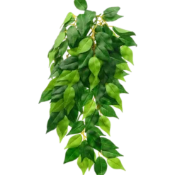Ficus- Hanging Plant