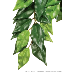 Ficus- Hanging Plant