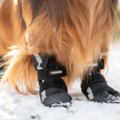 Finnero Hundsko Halla Softshell XS 4-pakning