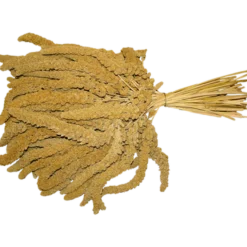 Hirsekolbe fransk XL 15kg