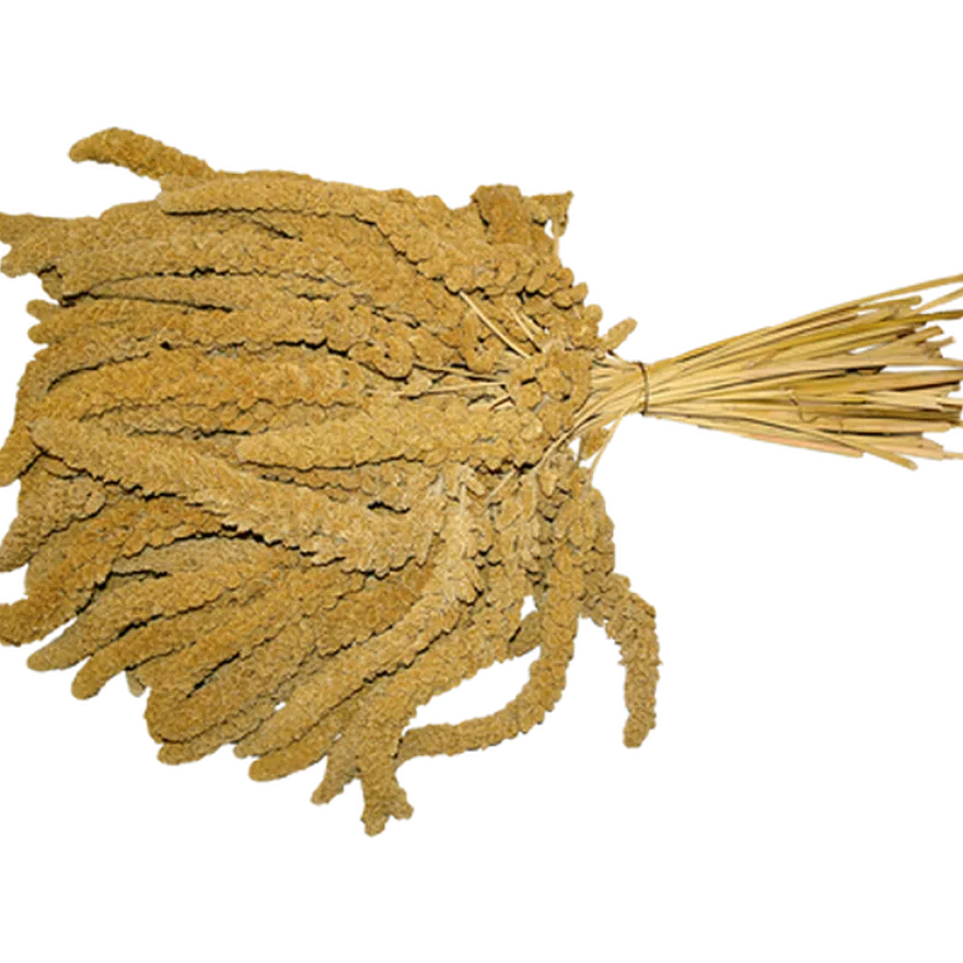 Hirsekolbe fransk XL 15kg