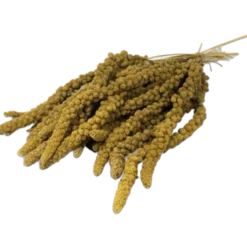 Hirsekolbe Gul 250g