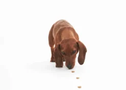 Hundegodbit med insektprotein 100 g