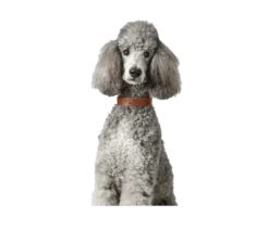 Hundehalsbånd Aalborg Soul i kuskinn svart XS 30 - hals 21-25 cm
